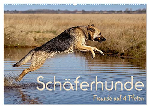 Schäferhunde - Freunde auf 4 Pfoten (Wandkalender 2026 DIN A2 quer), CALVENDO Monatskalender: Die Vielseitigkeit einer wunderbaren Hunderasse. (CALVENDO Tiere)