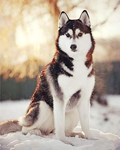 NNNGTAOCER Klassisches Puzzle 1000 Teile Erwachsene Puzzle Holzpuzzle 3D Puzzle Husky Dog Im Schnee DIY Pädagogisches Puzzle Weihnachten Wohnkultur Geschenk,75X50Cm