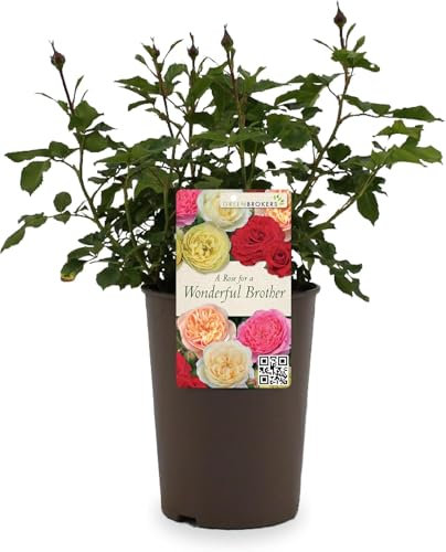 Beautiful Peach Orange Gift Rose - for a Wonderful Brother - Gift Wrap Included | Modern Garden Hybrid Bush Rose - 3L Potted Floral Flowers