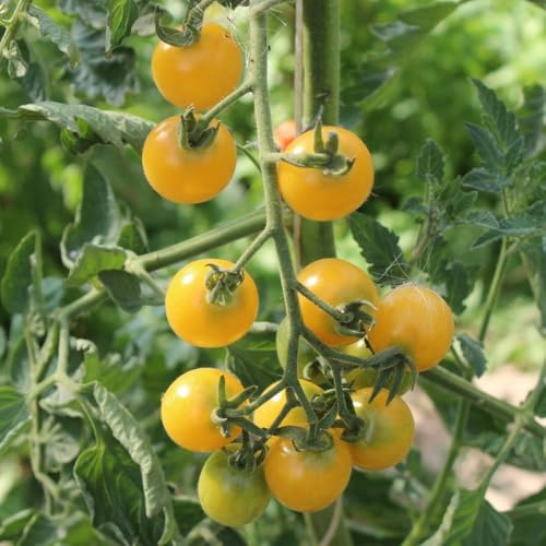 Cerise gelb Bio-Tomatensamen