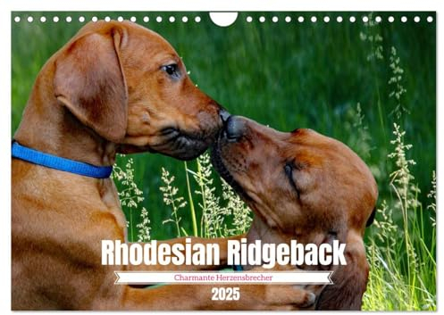 Rhodesian Ridgeback, Charmante Herzensbrecher (Wandkalender 2025 DIN A4 quer), CALVENDO Monatskalender: Eine Hunderasse mit Suchtfaktor (CALVENDO Tiere)