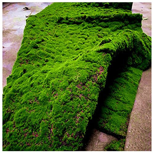 ALFAAL Deko Moos Künstlich Fake Gras Teppich Mini Mikro Landschaft Dekoration Kunstmoos Geeignet für Haus Hof Garten Terrasse (Color : J, Size : 100x100cm)