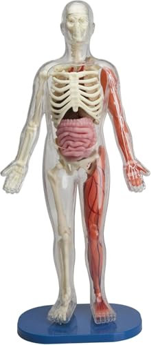 You Explore It: The Human Body