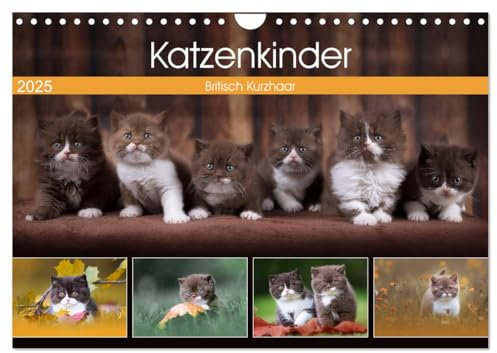 Katzenkinder - Britisch Kurzhaar (Wandkalender 2025 DIN A4 quer), CALVENDO Monatskalender: Katzenkalender mit traumhaften Fotos kleiner Britenkinder. (CALVENDO Tiere)