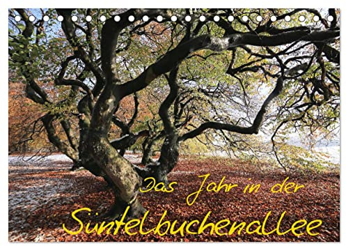 Das Jahr in der Süntelbuchenallee (Tischkalender 2026 DIN A5 quer), CALVENDO Monatskalender: Fotos von der jahreszeitlichen Entwicklung in der Süntelbuchenallee von Bad Nenndorf (CALVENDO Natur)