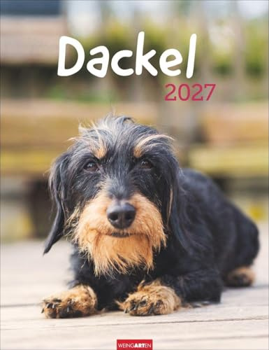 Dackel Kalender 2027: Jahres-Wandkalender 2027 mit Platz für Notizen und Termine. Foto-Kalender für Hundefans und Dackelliebhaber. Bildkalender im Hochformat 30 x 39 cm