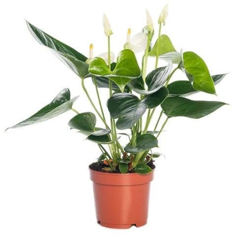Anthurium Samora Color Blanco Planta Natural Interior Flores Blancas