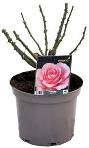 Rosal Grande de Exterior con Flores de Color Rosa