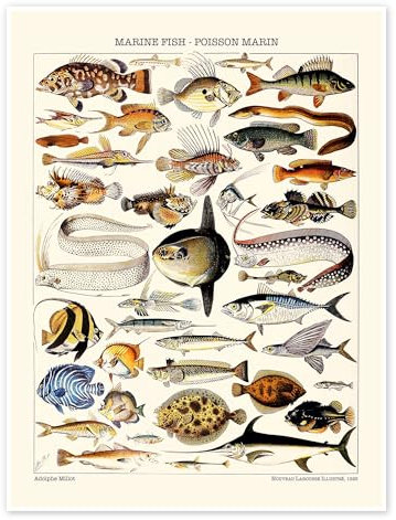 Meeresfische, 1923 Poster von Adolphe Millot 50 x 70 cm Beige Wandbilder Wanddeko