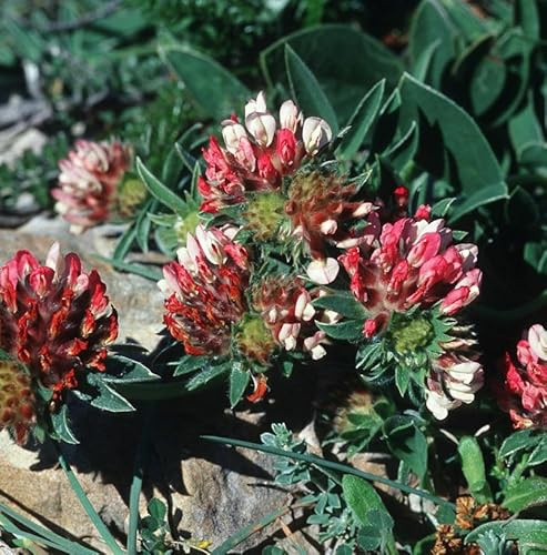 Wundklee Coccinea - Anthyllis vulneraria - lebende Gartenpflanze aus den Baumschulen