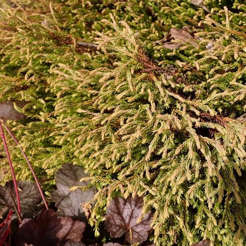 Pianta vera di Thuja occidentalis Golden Tuffet - Diametro Vaso Ø 17 cm