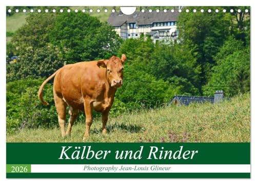 Kälber und Rinder (Wandkalender 2026 DIN A4 quer), CALVENDO Monatskalender: Kühe, Kälber, Rinder - klasse Tiere (CALVENDO Tiere)