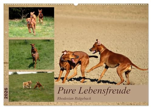 Rhodesian Ridgeback, Pure Lebensfreude (Wandkalender 2026 DIN A2 quer), CALVENDO Monatskalender: Ein Lächeln im Gesicht (CALVENDO Tiere)