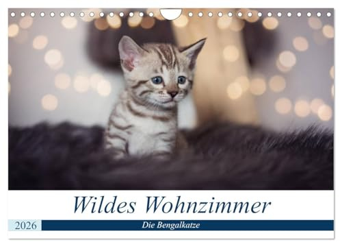 Wildes Wohnzimmer - Die Bengalkatze (Wandkalender 2026 DIN A4 quer), CALVENDO Monatskalender: Eine wilde Optik, Temperament, Lernwille und ... die Bengalkatze aus. (CALVENDO Tiere)