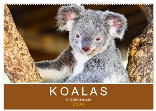 Koalas, putzige Gesellen (Wandkalender 2026 DIN A2 quer), CALVENDO Monatskalender: Flauschige Teddybären, die man knuddeln müchte (CALVENDO Tiere)