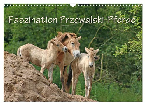 Faszination Przewalski-Pferde (Wandkalender 2026 DIN A3 quer), CALVENDO Monatskalender: Robuste Wildpferde (CALVENDO Tiere)