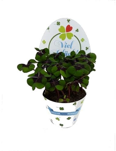 Oxalis Deppei Trébol Natural de 4 Hojas Perfecto como Amuleto de la Fortuna