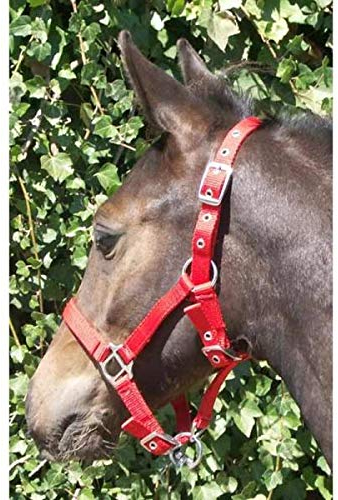 German Riding Fohlenhalfter, 3 Fach verstellbar (rot)