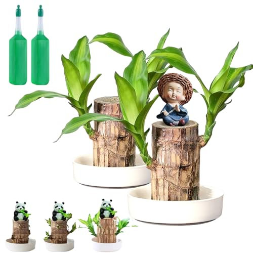 Donubiiu Terrarium Glücksholz, Brasilianisches GlüCksholz, Brasilianische Holzpflanze, GlüCksholz Pflanze, Brasilianisches Holz Pflanze Desktop-Dekor Für Den Innenbereich (2PCS-Mix)