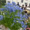 Elfenspiegel Samen, Nemesis Samen, bio samen, garten samen Elfenspiegel Pflanze Samen, alte sorten saatgut gartendeko für draußen herbstpflanzen winterhart blühend exotische pflanzen 100pcs