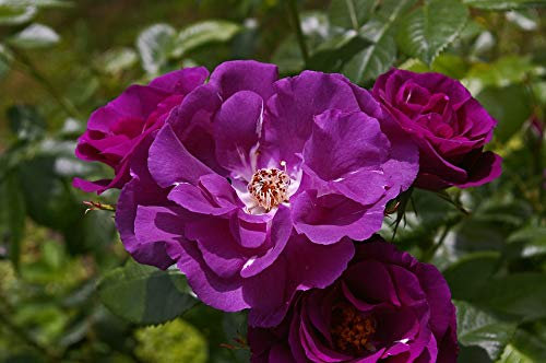 'Rhapsody in Blue' Hybrid Tea Rose Bush in 4lt Pot (Live Plants)