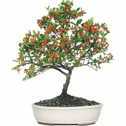 Bonsái de Interior y Exterior Espino de Fuego o Pyracantha