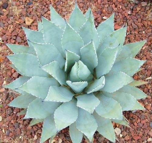 AGAVE parryi var COUSEI di sementi resistenti esotico succulenta aloe pianta rara 100 SEMI