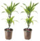 Plant in a Box - Dracaena Deremensis - Limone - Albero dei draghi - set di 2 - Vaso 17cm - Altezza 60-70cm