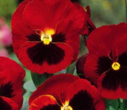 Stk - 160x Stiefmütterchen Schweizer Riesen Abendrot Garten Pflanzen - Samen K227 - Seeds & Plants Shop by Ipsa