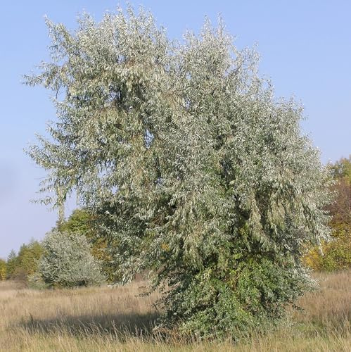 Vivai le Georgiche - Pianta vera di Elaeagnus angustifolia Elaeagnus angustifolia var. orientalis Olivagno, Oliva russa - altezza alla vendita 160-180 cm