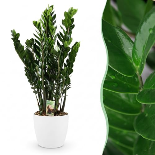 Green boutiQ - Zimmerpflanze - Zamioculcas - Zamioculcas Zamiifolia - Grün - Pflegeleicht - 1 Pflanze - mit Potter Weiß - Topf 21cm - Höhe 80-90cm