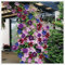 Clematis zwiebeln,Winterhart Mehrjährig pflanzen,clematis Onion,Clematis viticella,Clematis Waldrebe,clematis winterhart immergrün,clematis pflanzen,clematis große blüten.-8zwiebeln-F