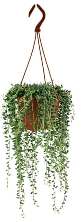 Senecio herreianus - 20cm - Ø12cm - Planta de interior - Hojas perennes