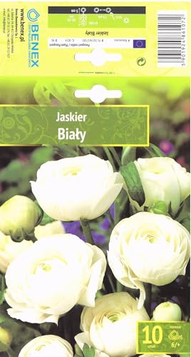 AGRONOM | RANUNKELN - WHITE | Mehrjährige Blumenzwiebeln | Weiß Blumen | Werden in Blumengärten, Töpfen angebaut, in blühenden Rasenflächen | 10 Blumenzwiebeln