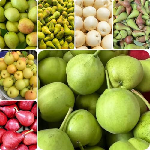 30 pcs Birnenbaum Kaufen Samen - säulenobst balkon deko exotische pflanzen winterhart Obstbäume - Pyrus obstsamen bonsai samen kunst pflanzen fürs zimmer nachhaltige geschenke säulenobstbäume