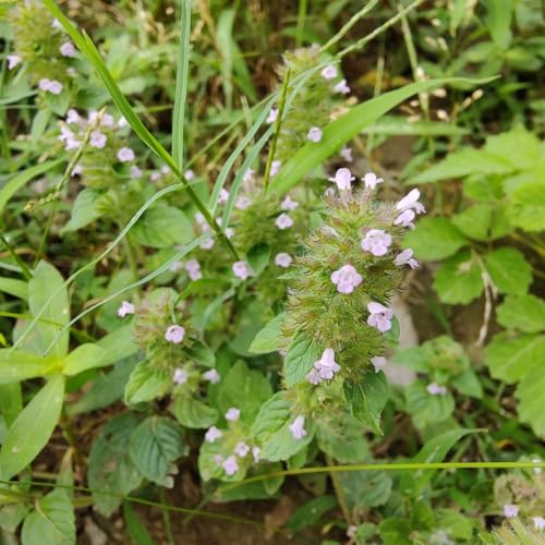 50 pcs bohnenkraut samen mehrjährig, kräutersamen garten (Satureja hortensis) heilkräuter samen balkon beet küchenkräuter hochbeet balkon kräuterbeet indoor bio samen kräutergarten