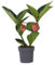 Plant in a Box - Medinilla Magnifica 'Lambada' - Rosenmedinilla - Zimmerpflanze – ⌀14 cm – Höhe 40–50 cm