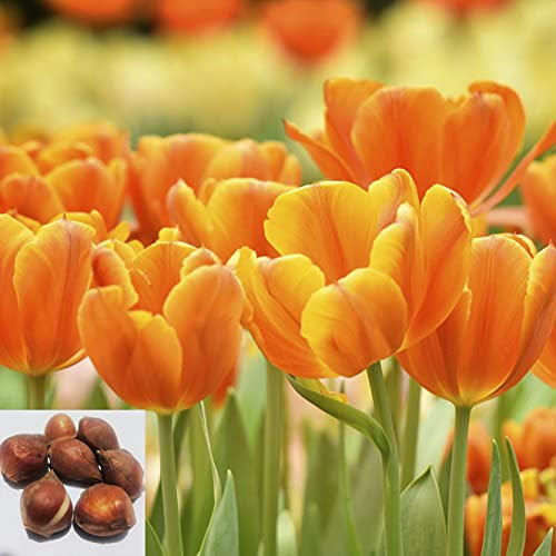 CHTING 12Stücke hell wunderschön Tulpenzwiebeln Orangen Blütenblatt Wenn Sie es pflanzung wird Ihr Garten zu einer schönen Dekoration