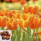 CHTING 12Stücke hell wunderschön Tulpenzwiebeln Orangen Blütenblatt Wenn Sie es pflanzung wird Ihr Garten zu einer schönen Dekoration