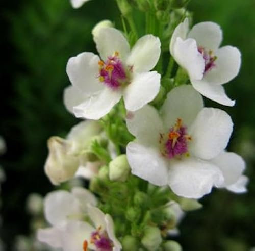 Französische Königskerze Wedding Candles - Verbascum chaixii