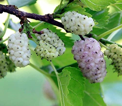Gelso Bianco Morus Alba pianta da frutta in vaso 1 lt h. 60/80 cm Vivaio di Castelletto