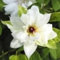Clematis zwiebeln,Winterharte Mehrjährig pflanzen,Clematis winterhart immergrün,clematis winterhart mehrjährig pflanzen,clematis onion,clematis waldrebe,clematis hellblau.-15zwiebeln-J