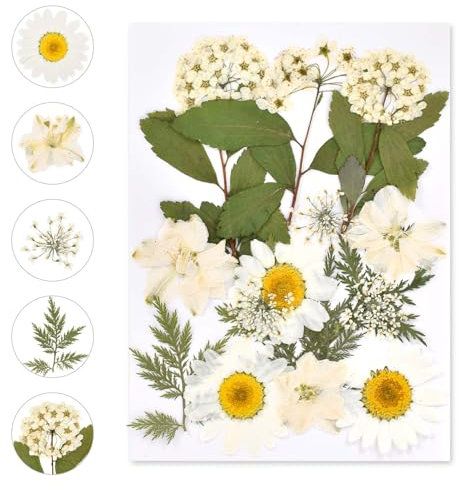 Gepresste Blumen, Natürliche Getrocknete Blumen, DIY Getrocknete Blumen, Trockenblumen zum Basteln, Klein Getrocknete Blumen Deko für DIY Scrapbooking Kunsthandwerk Schmuck Dekorationen (Weiß)