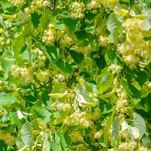 lindenbaum kaufen samen - winterharte pflanzen für garten linden baum kübelpflanzen winterhart mehrjährig bonzai baum pflanzendeko geschenke für gartenfreunde indoor garden seltene 5pcs