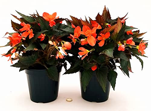 POWERS TO FLOWERS - BEGONIA PENDULA DA BALCONE, A FIORE ARANCIO, 2 PIANTE VASO 14 CM, piante vere