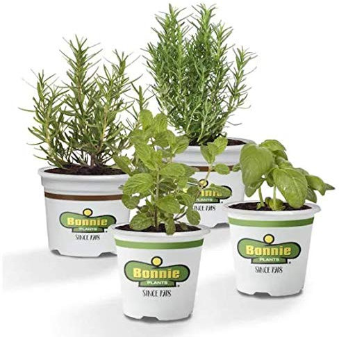 Pack de 2 Romeros + 1 Albahaca + 1 Hierbabuena Plantas Aromáticas