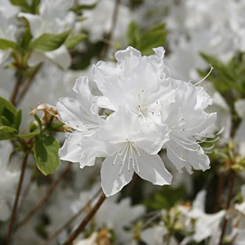 Rhododendron Plant 'Dora Amateis' Dwarf Evergreen Rhododendron White Blooms Hardy Shrub RHS AGM Easy to Grow Your Own Outdoor Garden Flower Plants 1x 3-Litre Potted Plant by Suttons (1 x 3 Litre Pot)