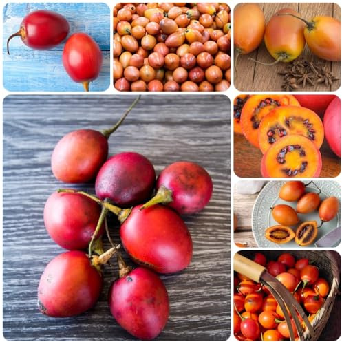 Semi resistenti dell'albero di pomodoro, semi di tamarillo rari semi vecchie varietà 250pcs