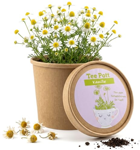 Set di coltivazione di camomilla in vaso – vera camomilla coltivata da soli sul davanzale della finestra – Set completo di piante con semi e terra – erbe fresche per tè, cucina, balcone, giardino
