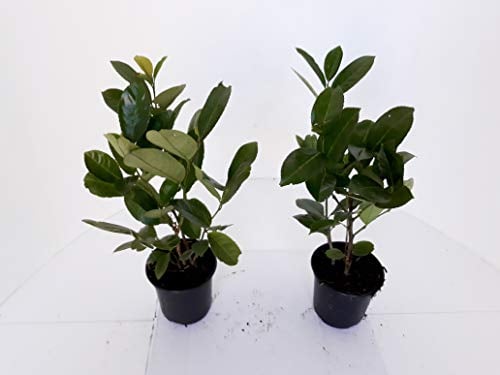 20 Kirschlorbeer Pflanzen (Höhe: 30-40 cm ab Topf/Topfvolumen: 1,3 Liter), Prunus laurocerasus Rotundifolia